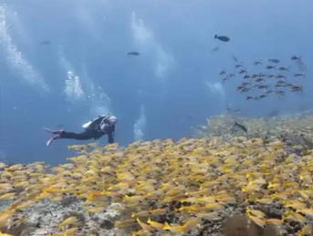  A Look at the China Taiwan Underwater Power Connector Market Competit...